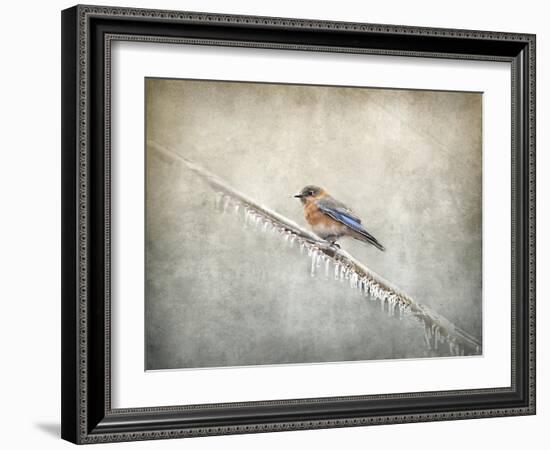 Bluebird Braving the Cold-Jai Johnson-Framed Giclee Print