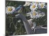 Bluebird Daisies-Jeffrey Hoff-Mounted Photographic Print