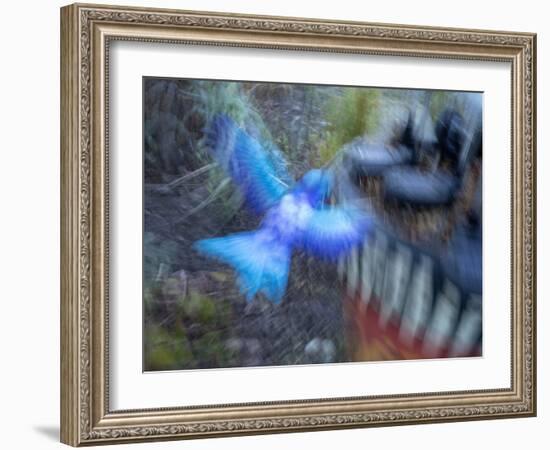 Bluebird garden art with planter.-Merrill Images-Framed Photographic Print