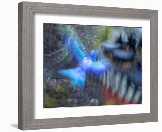 Bluebird garden art with planter.-Merrill Images-Framed Photographic Print