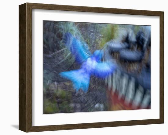 Bluebird garden art with planter.-Merrill Images-Framed Photographic Print