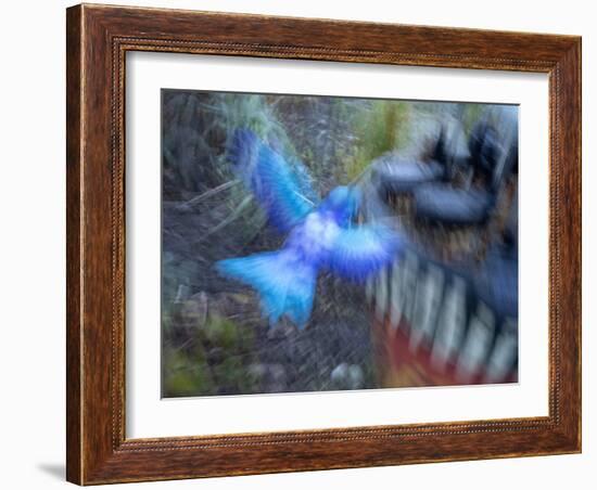 Bluebird garden art with planter.-Merrill Images-Framed Photographic Print