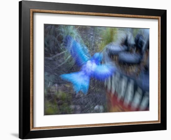 Bluebird garden art with planter.-Merrill Images-Framed Photographic Print