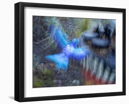 Bluebird garden art with planter.-Merrill Images-Framed Photographic Print