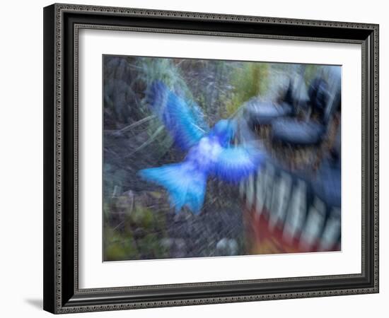 Bluebird garden art with planter.-Merrill Images-Framed Photographic Print