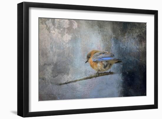 Bluebird in Winter-Jai Johnson-Framed Giclee Print