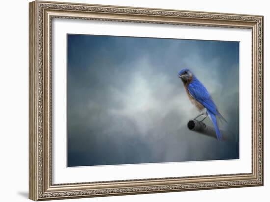 Bluebird on Patrol-Jai Johnson-Framed Giclee Print