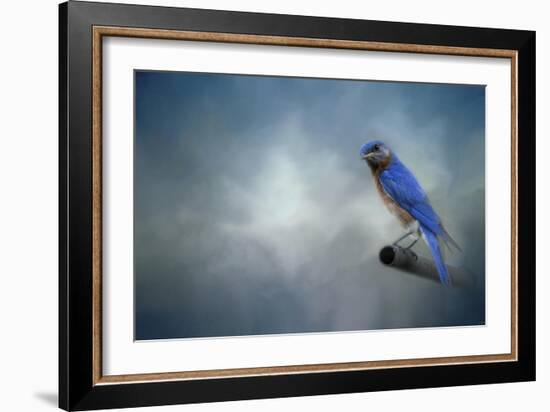 Bluebird on Patrol-Jai Johnson-Framed Giclee Print