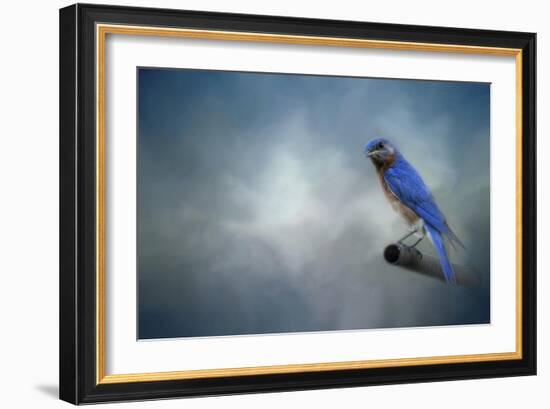 Bluebird on Patrol-Jai Johnson-Framed Giclee Print