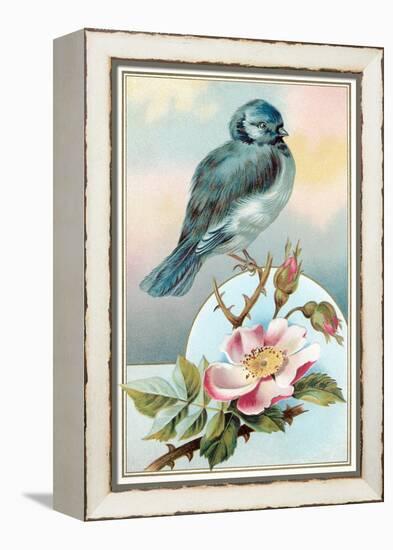 Bluebird on Rose Bush-null-Framed Stretched Canvas