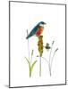 Bluebird on Seeds-Blenda Tyvoll-Mounted Giclee Print