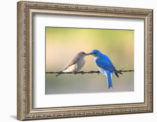 Bluebird Pair-Jason Savage-Framed Art Print