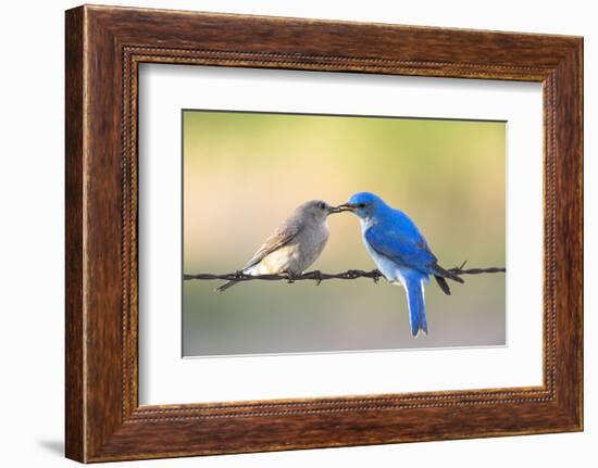 Bluebird Pair-Jason Savage-Framed Art Print