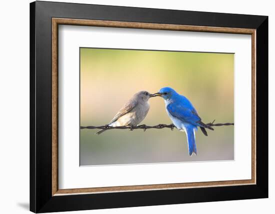 Bluebird Pair-Jason Savage-Framed Art Print