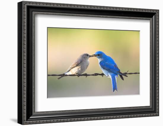 Bluebird Pair-Jason Savage-Framed Art Print