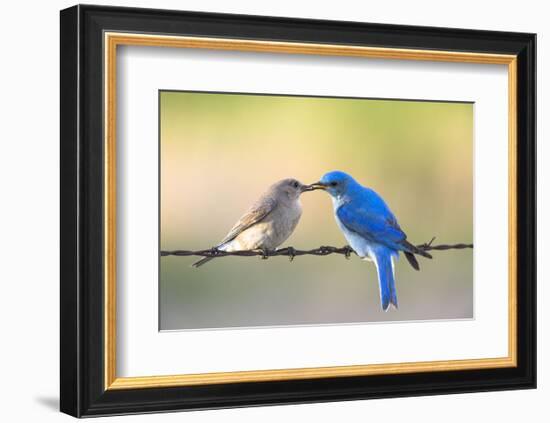Bluebird Pair-Jason Savage-Framed Art Print