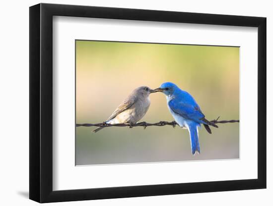 Bluebird Pair-Jason Savage-Framed Art Print