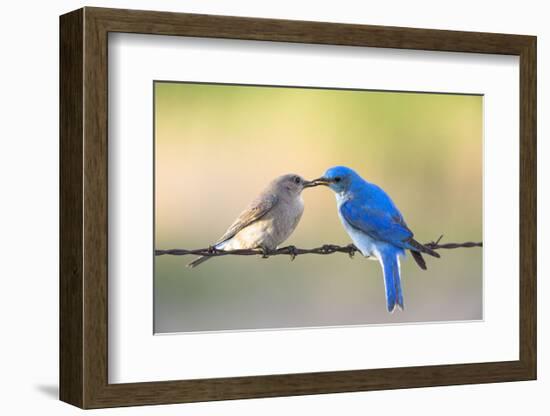 Bluebird Pair-Jason Savage-Framed Art Print