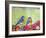 Bluebird Pair-null-Framed Art Print