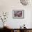 Bluebird/Pink Dogwood-William Vanderdasson-Framed Giclee Print displayed on a wall