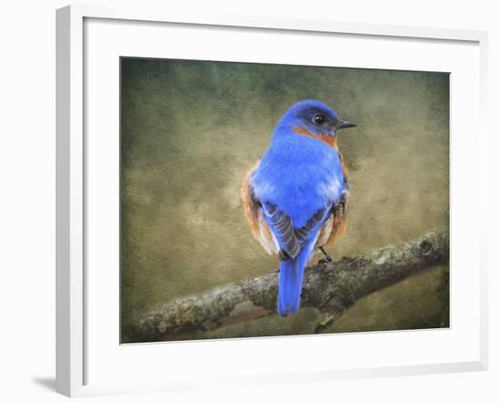 Bluebird Portrait-Jai Johnson-Framed Giclee Print