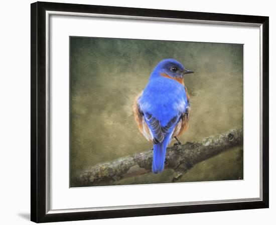 Bluebird Portrait-Jai Johnson-Framed Giclee Print