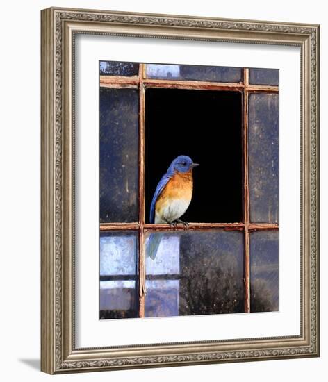 Bluebird Window-Chris Vest-Framed Art Print