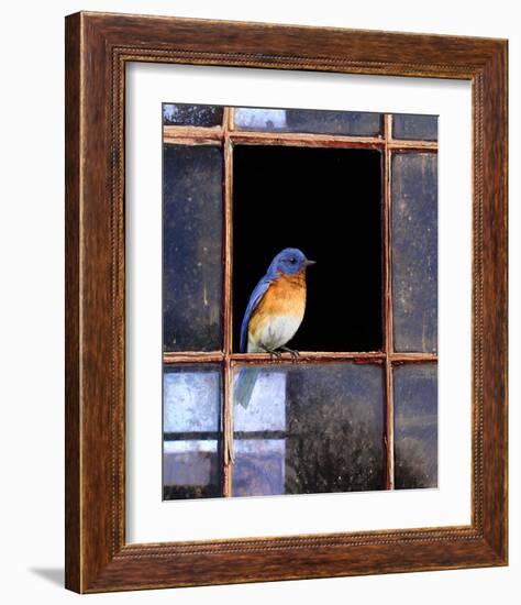 Bluebird Window-Chris Vest-Framed Art Print