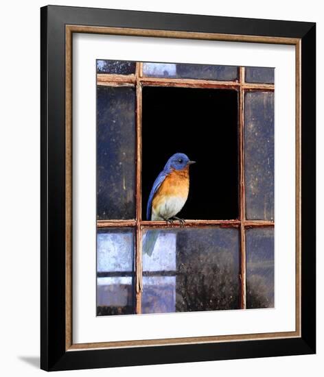 Bluebird Window-Chris Vest-Framed Art Print