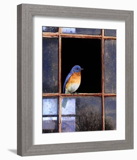 Bluebird Window-Chris Vest-Framed Art Print