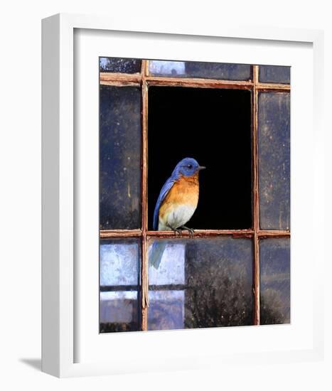 Bluebird Window-Chris Vest-Framed Art Print