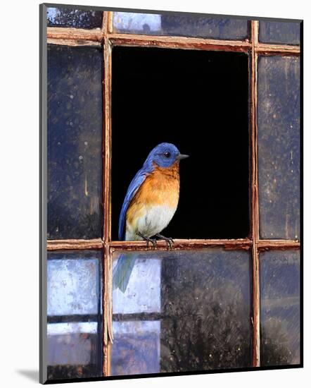 Bluebird Window-Chris Vest-Mounted Art Print