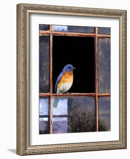 Bluebird Window-Chris Vest-Framed Art Print