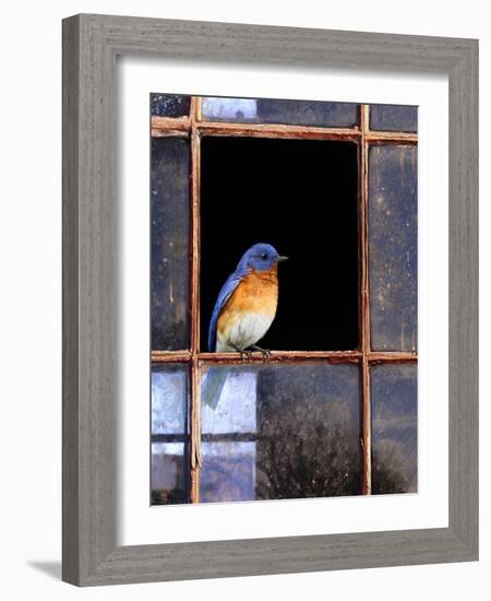 Bluebird Window-Chris Vest-Framed Art Print