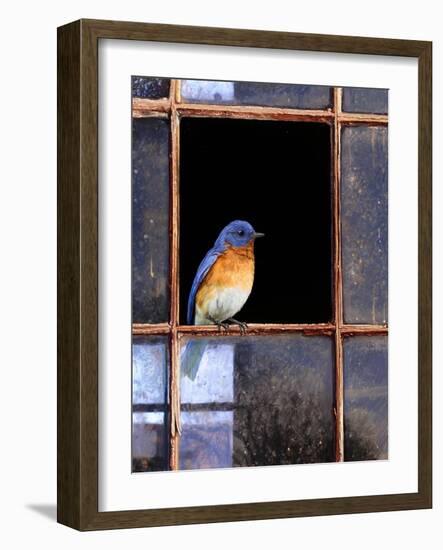 Bluebird Window-Chris Vest-Framed Art Print