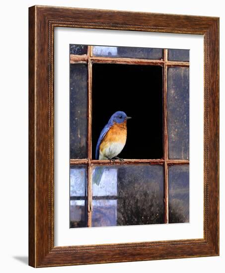 Bluebird Window-Chris Vest-Framed Art Print