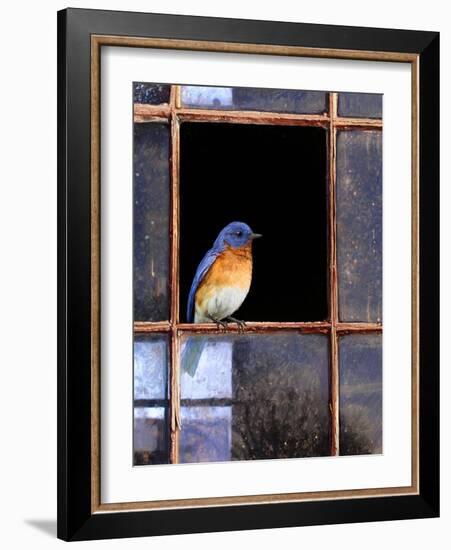 Bluebird Window-Chris Vest-Framed Art Print