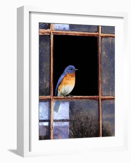 Bluebird Window-Chris Vest-Framed Art Print