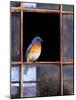 Bluebird Window-Chris Vest-Mounted Art Print