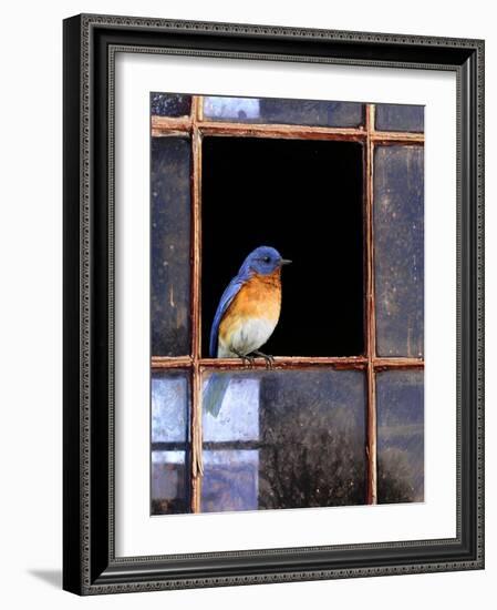 Bluebird Window-Chris Vest-Framed Art Print