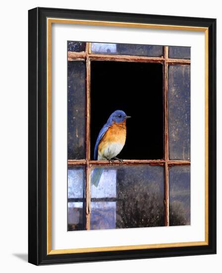 Bluebird Window-Chris Vest-Framed Art Print