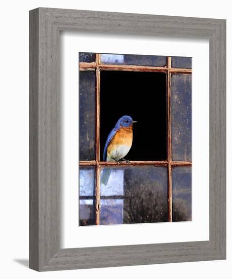 Bluebird Window-Chris Vest-Framed Premium Giclee Print