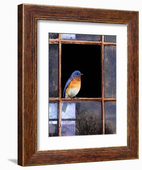 Bluebird Window-Chris Vest-Framed Premium Giclee Print