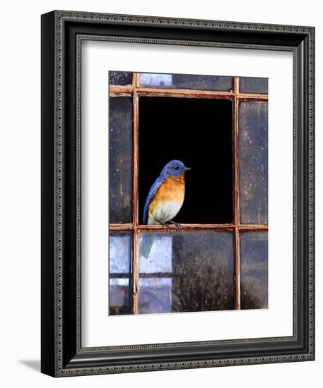 Bluebird Window-Chris Vest-Framed Premium Giclee Print