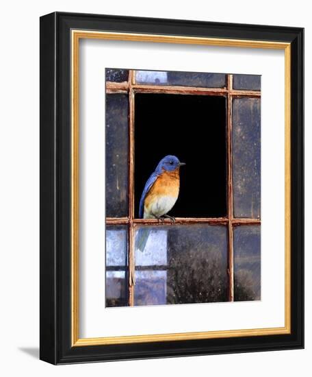 Bluebird Window-Chris Vest-Framed Premium Giclee Print