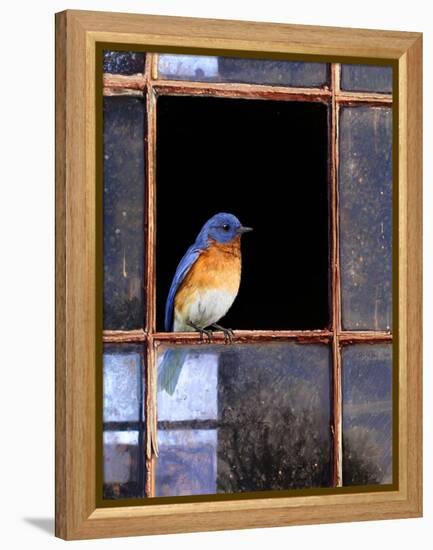 Bluebird Window-Chris Vest-Framed Stretched Canvas