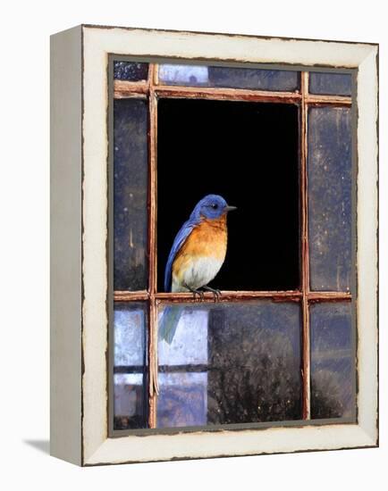 Bluebird Window-Chris Vest-Framed Stretched Canvas