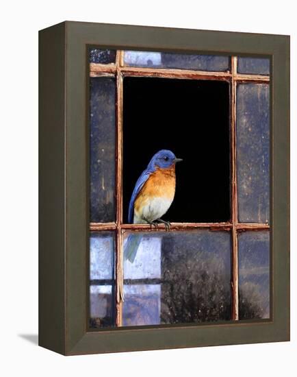 Bluebird Window-Chris Vest-Framed Stretched Canvas