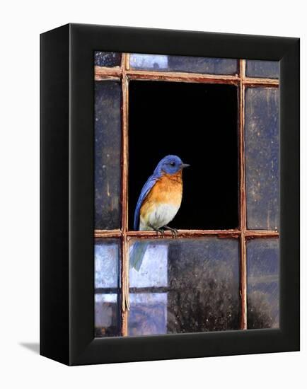 Bluebird Window-Chris Vest-Framed Stretched Canvas