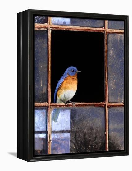 Bluebird Window-Chris Vest-Framed Stretched Canvas